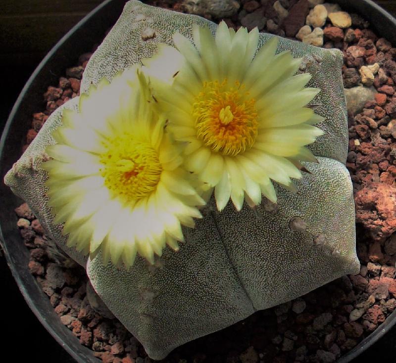 Astrophytum_myriostigma_1.jpg